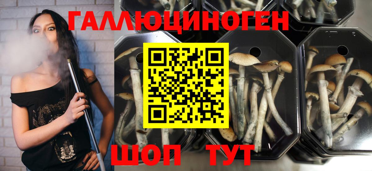 Псилоцибиновые грибы Psilocybine cubensis Волжский